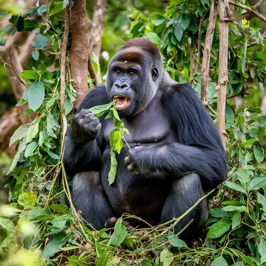 Gorilla eating leaves