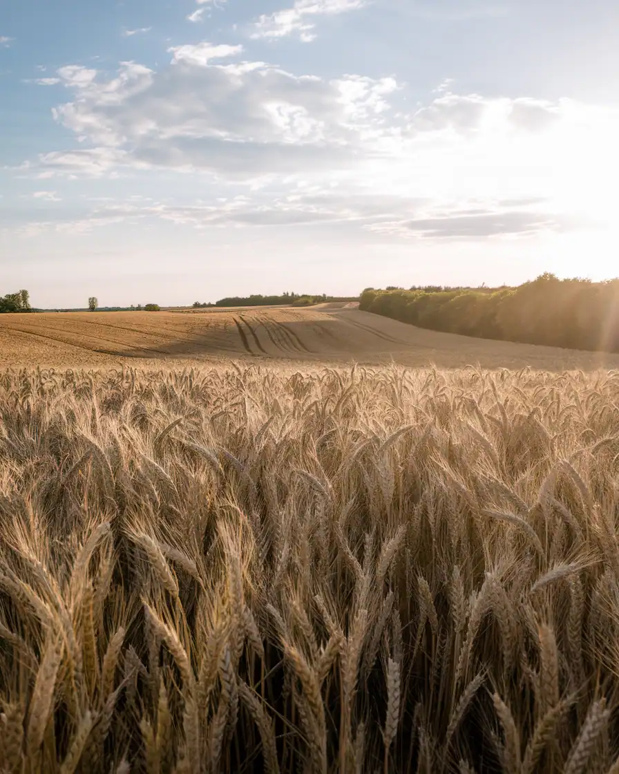 Wheat field