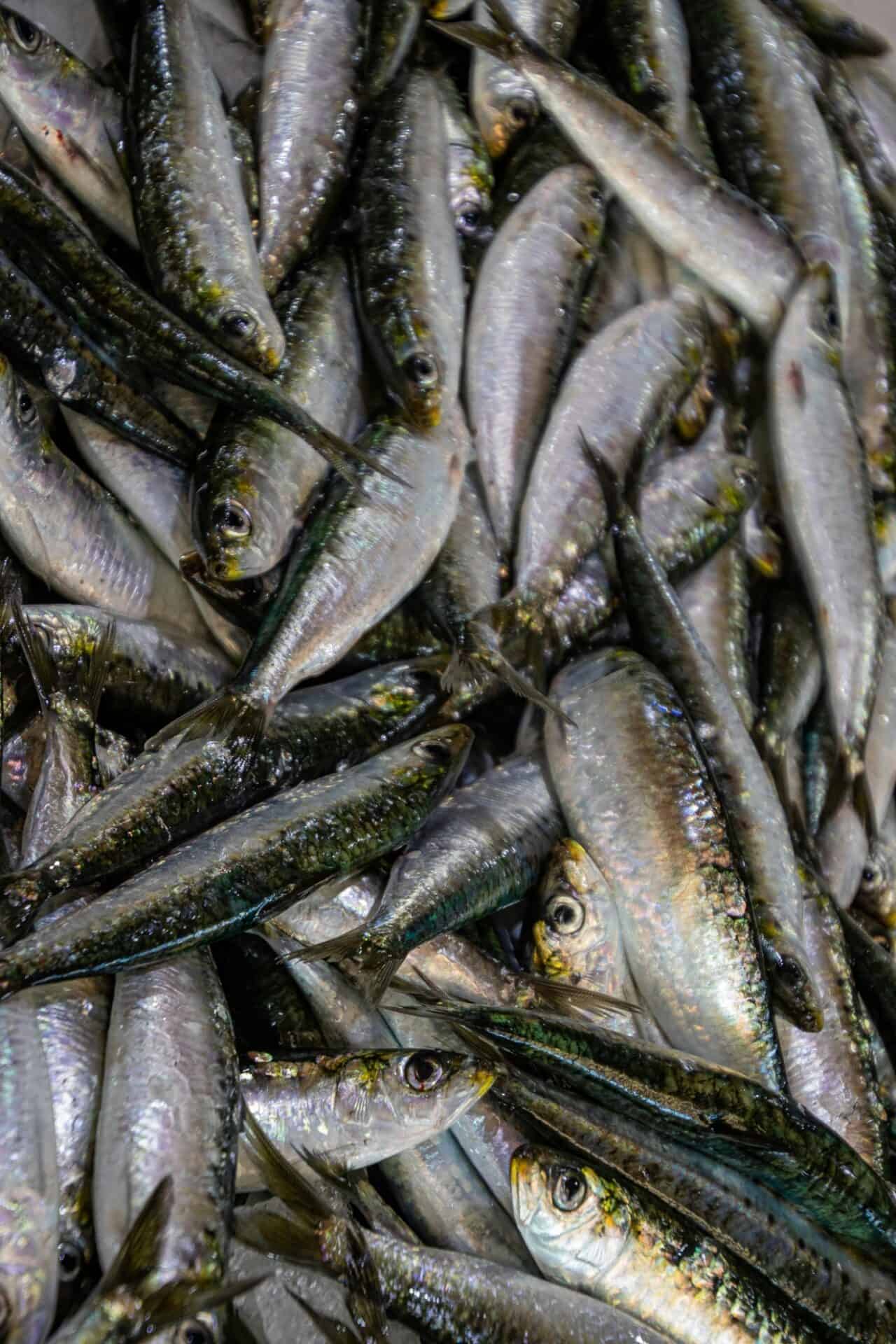 sardines